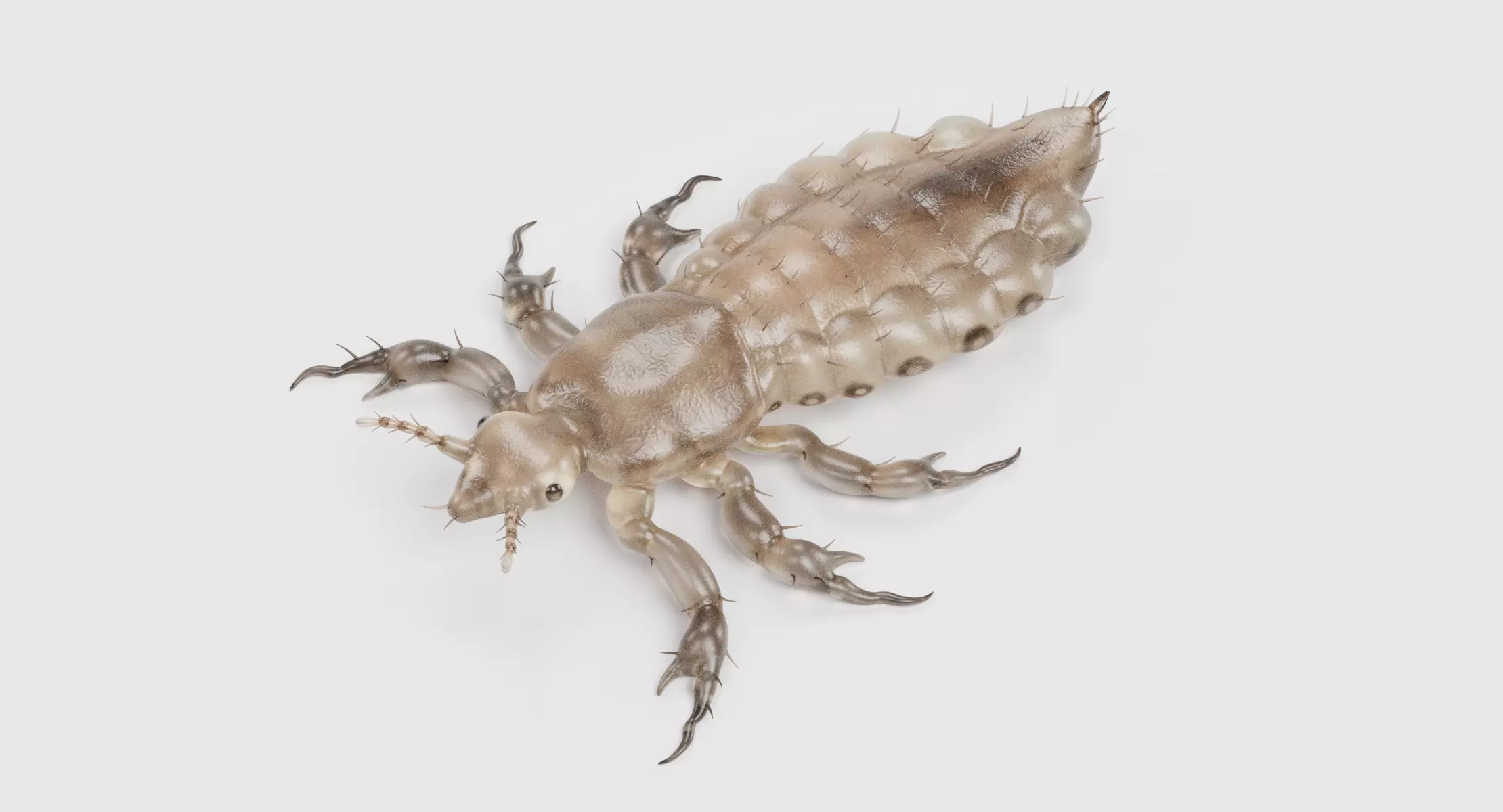 Head Louse Male - Realistic Parasite Insect 3D model