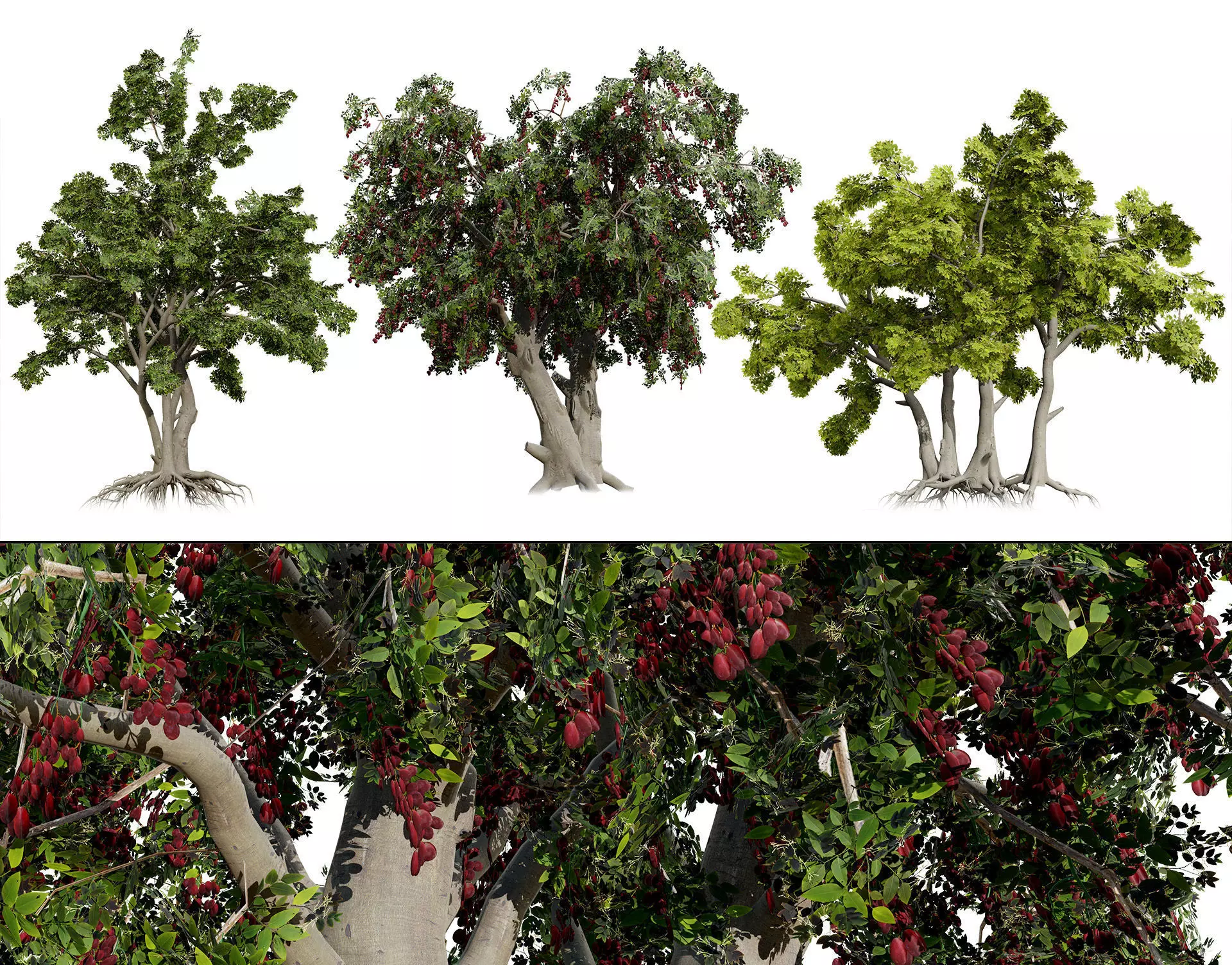 Arabian Toothbrush Tree Low-poly 3D model