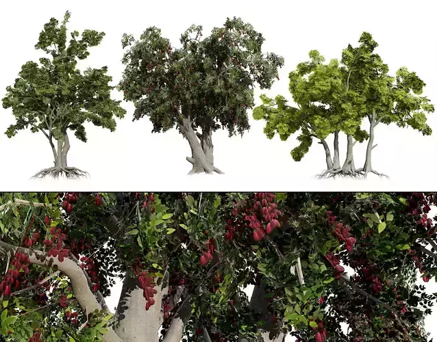 Arabian Toothbrush Tree