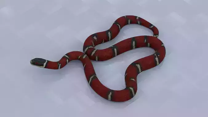 Milk Snake