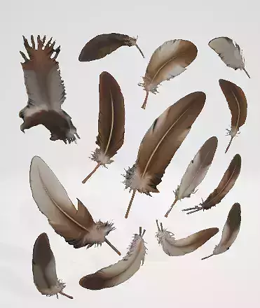 Feathers 3D Model 3D model