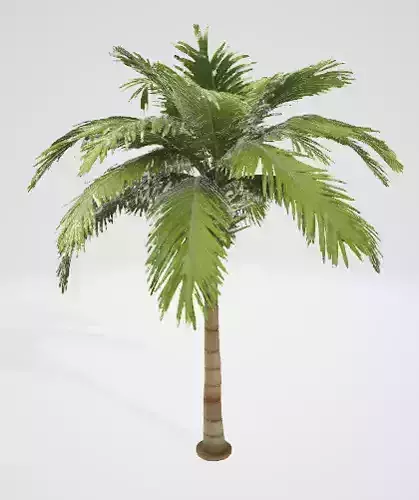 Tropical Palm Tree