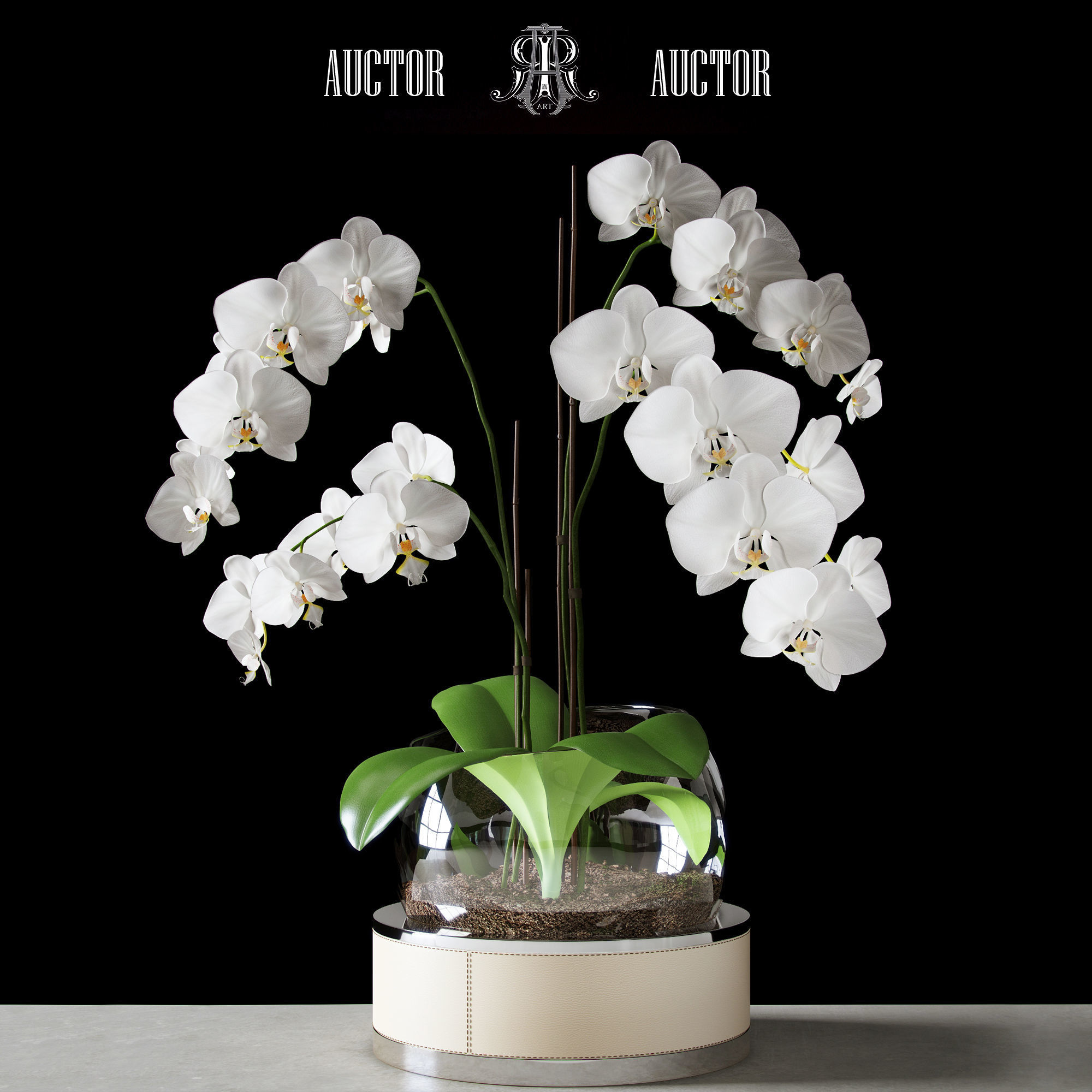 Orchid ART Auctor 3D model_0