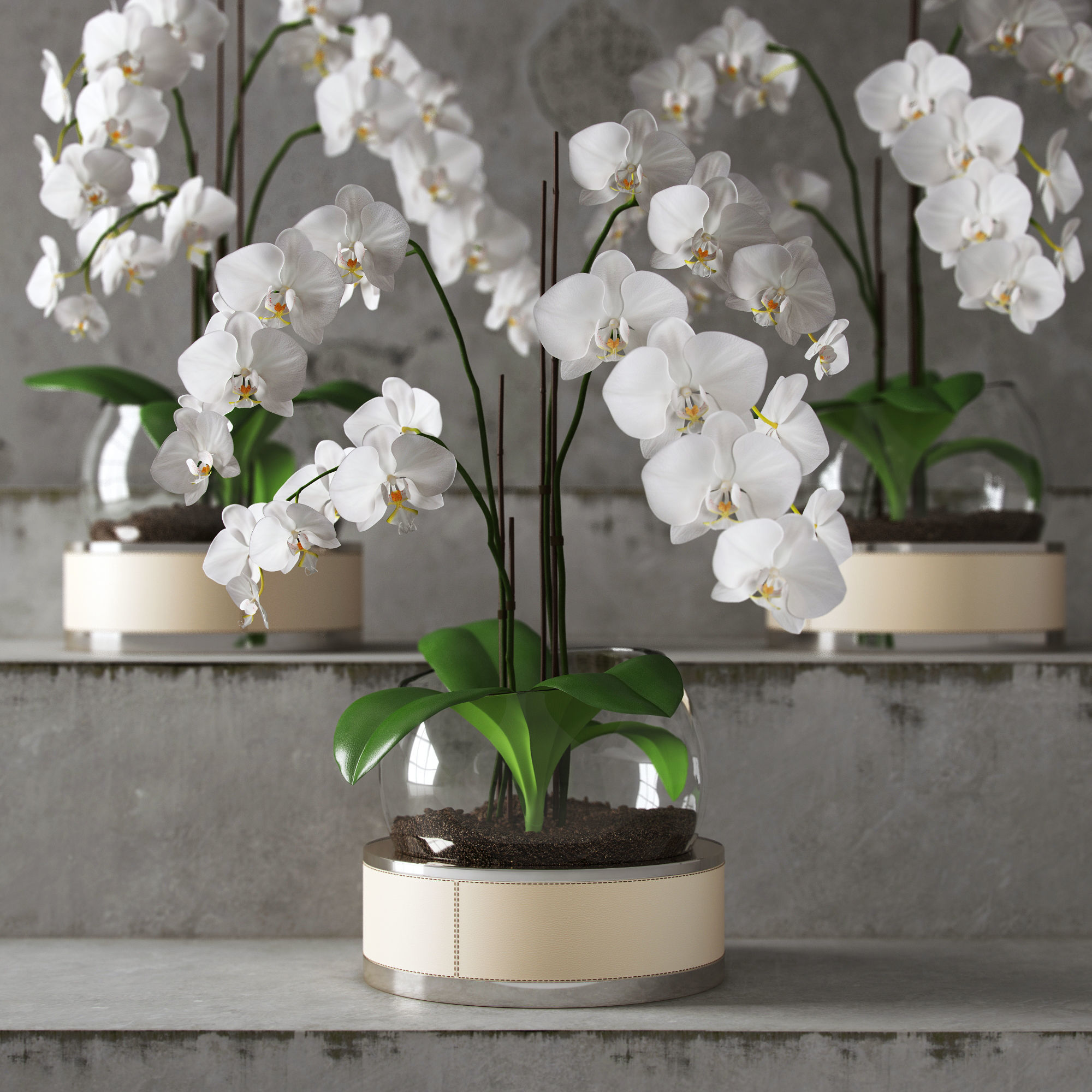 Orchid ART Auctor 3D model_1