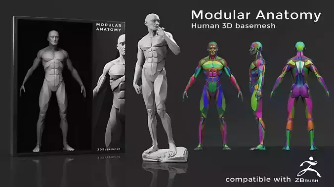 Modular Human Anatomy Basemesh