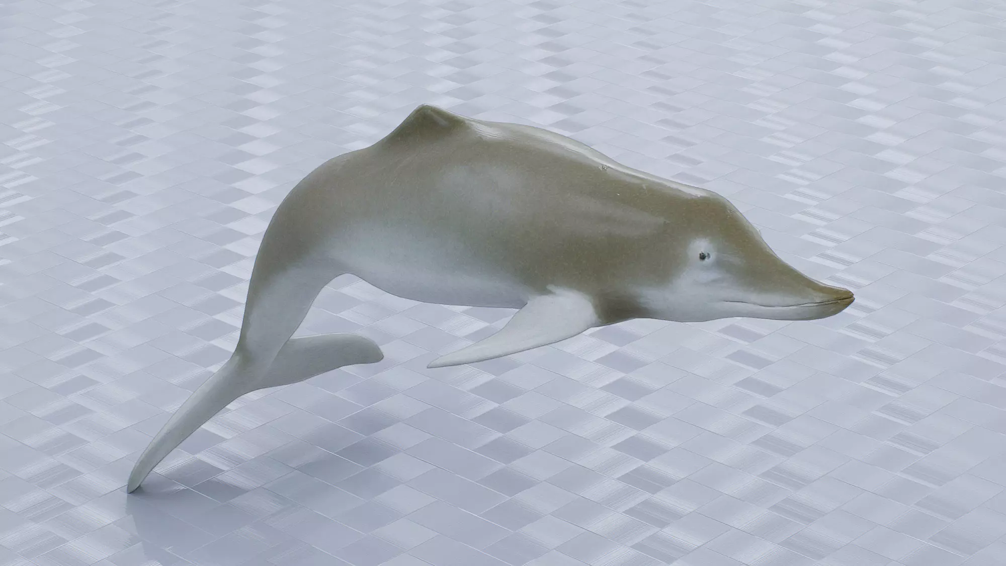 Baiji Dolphin Low-poly 3D model
