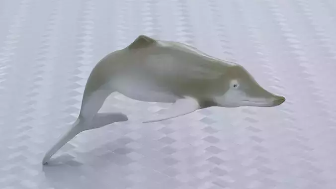 Baiji Dolphin