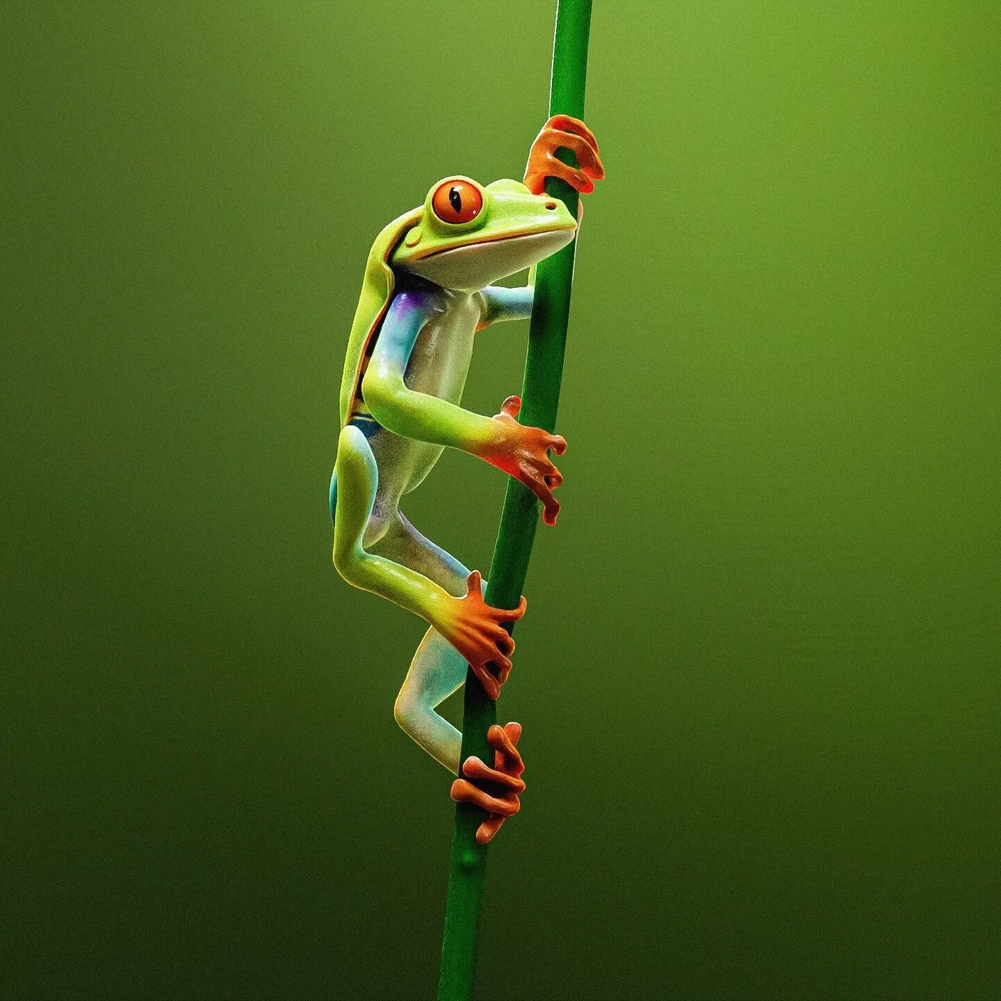 Red Eyed Tree Frog 3D model