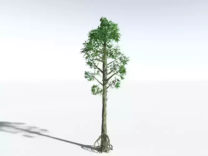 EVERYPlant Cordaites Ludlowi