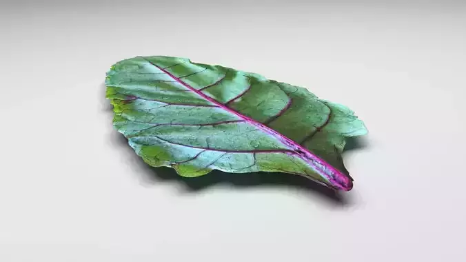Beetroot Leaf 3D model