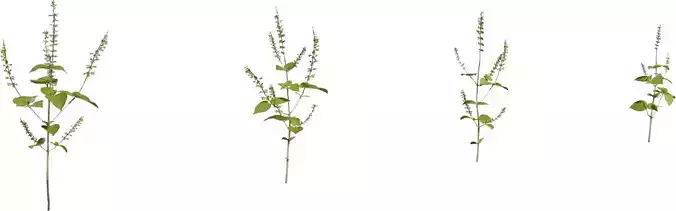 Realistic Flowering Herb Sprig