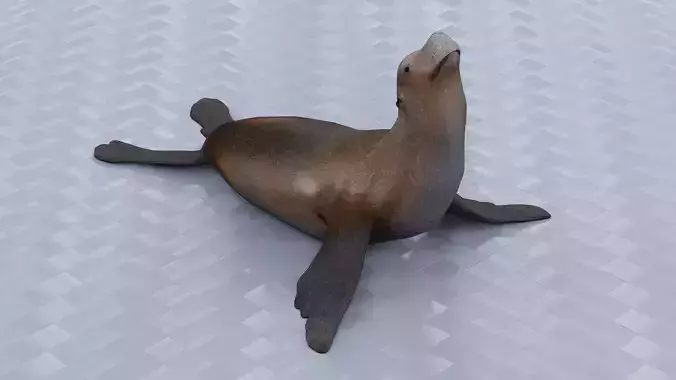 Sitting Seal
