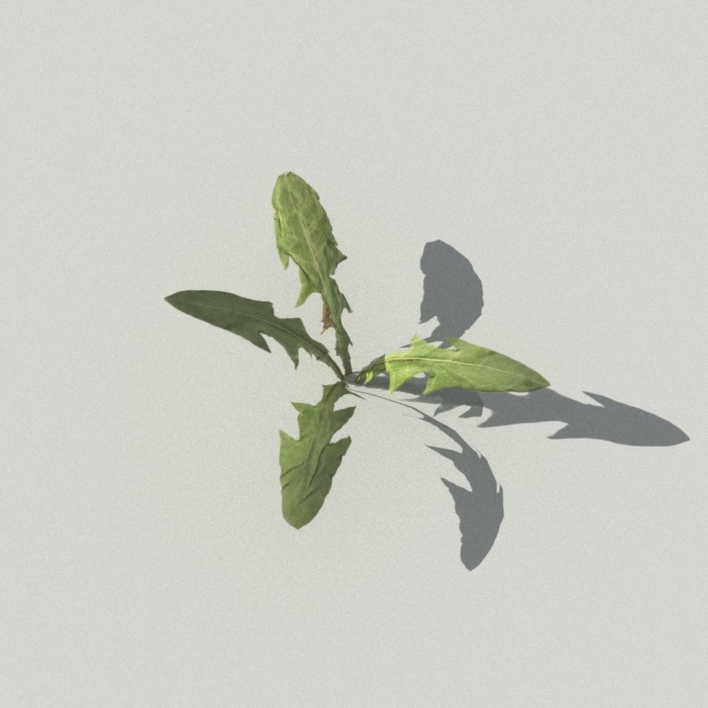 dandelion collection - 3D model_12