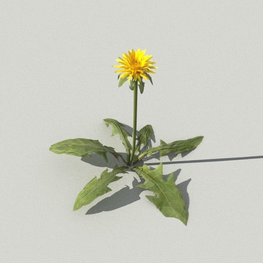 dandelion collection - 3D model_4