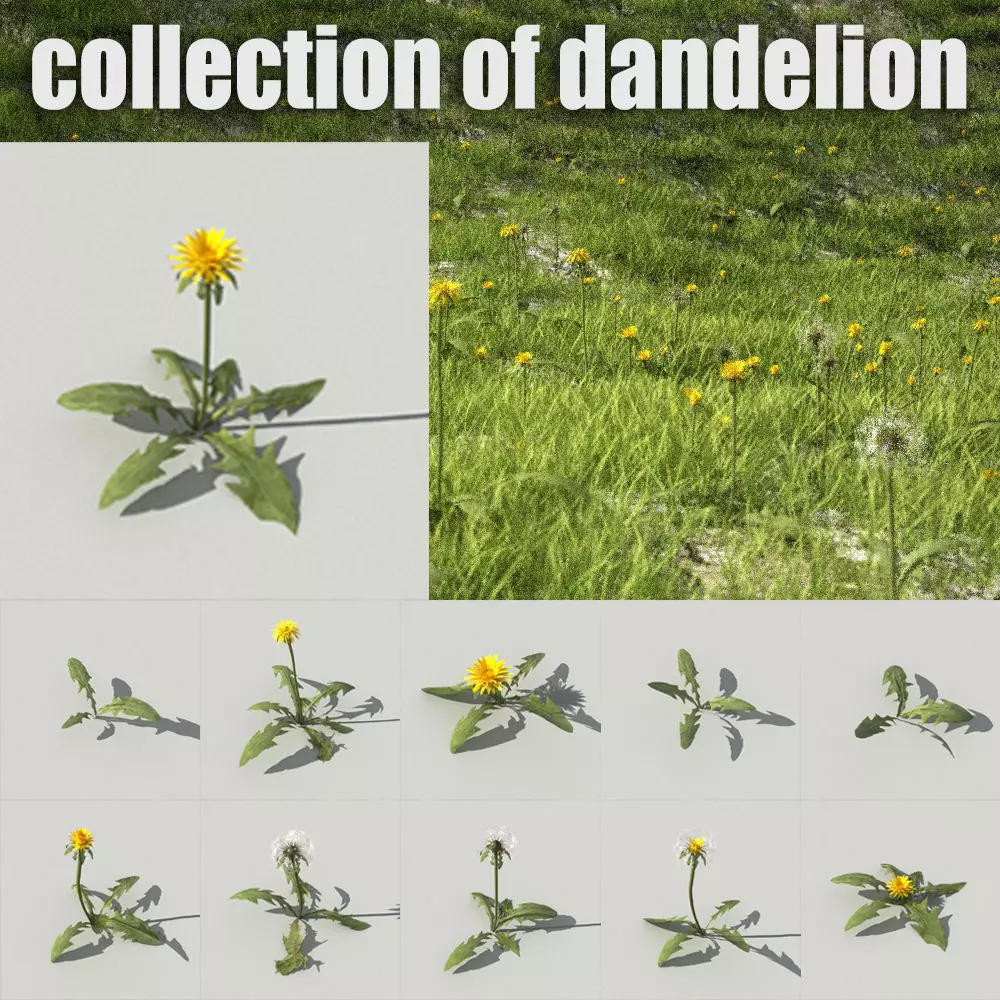 dandelion collection - 3D model_0