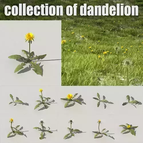 dandelion collection -