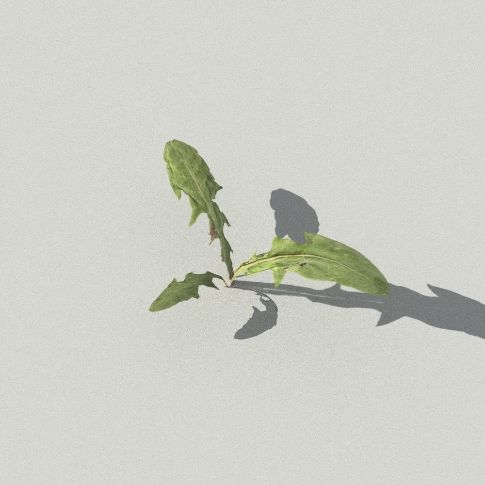 dandelion collection - 3D model_3