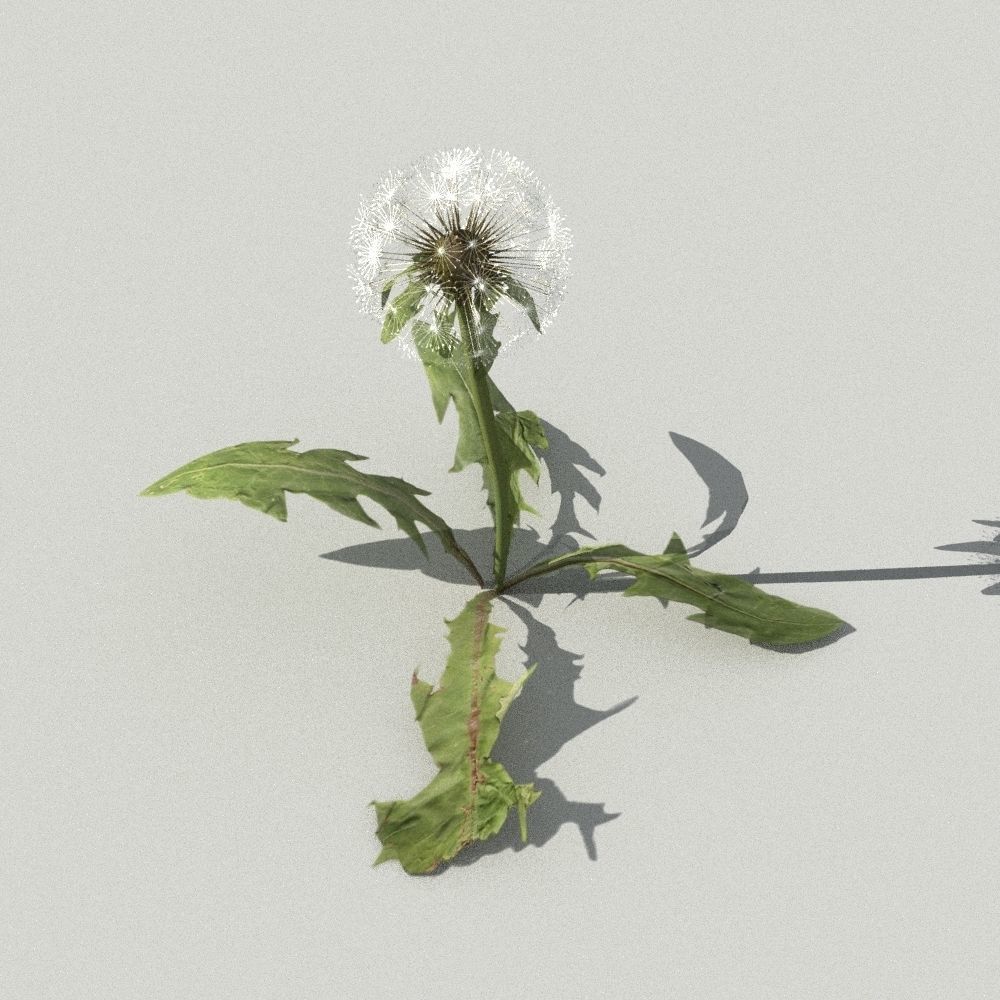 dandelion collection - 3D model_11