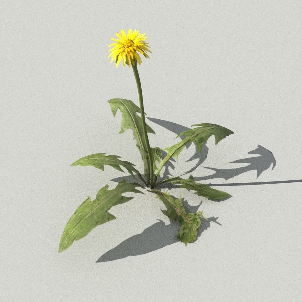 dandelion collection - 3D model_1