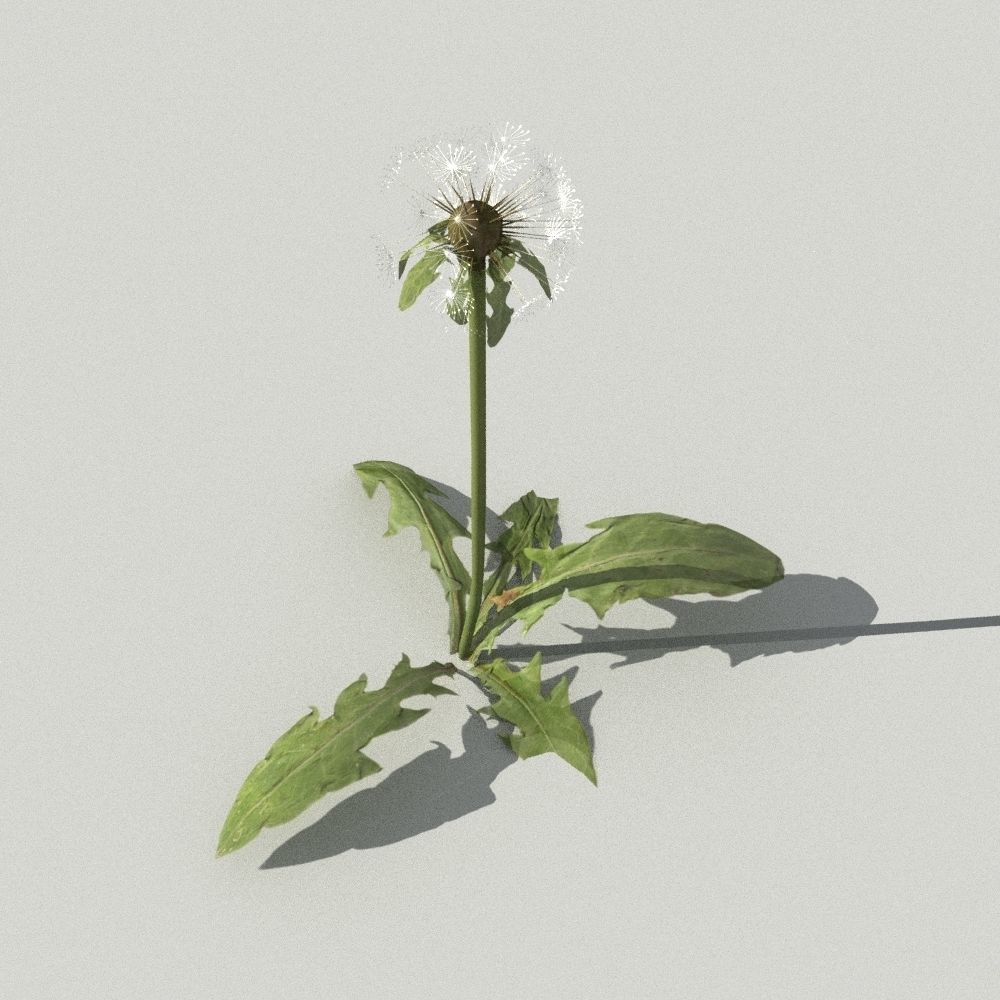 dandelion collection - 3D model_7