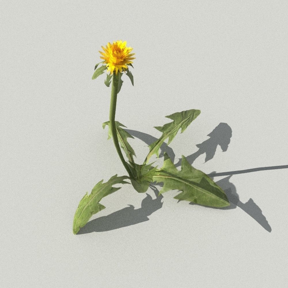 dandelion collection - 3D model_6