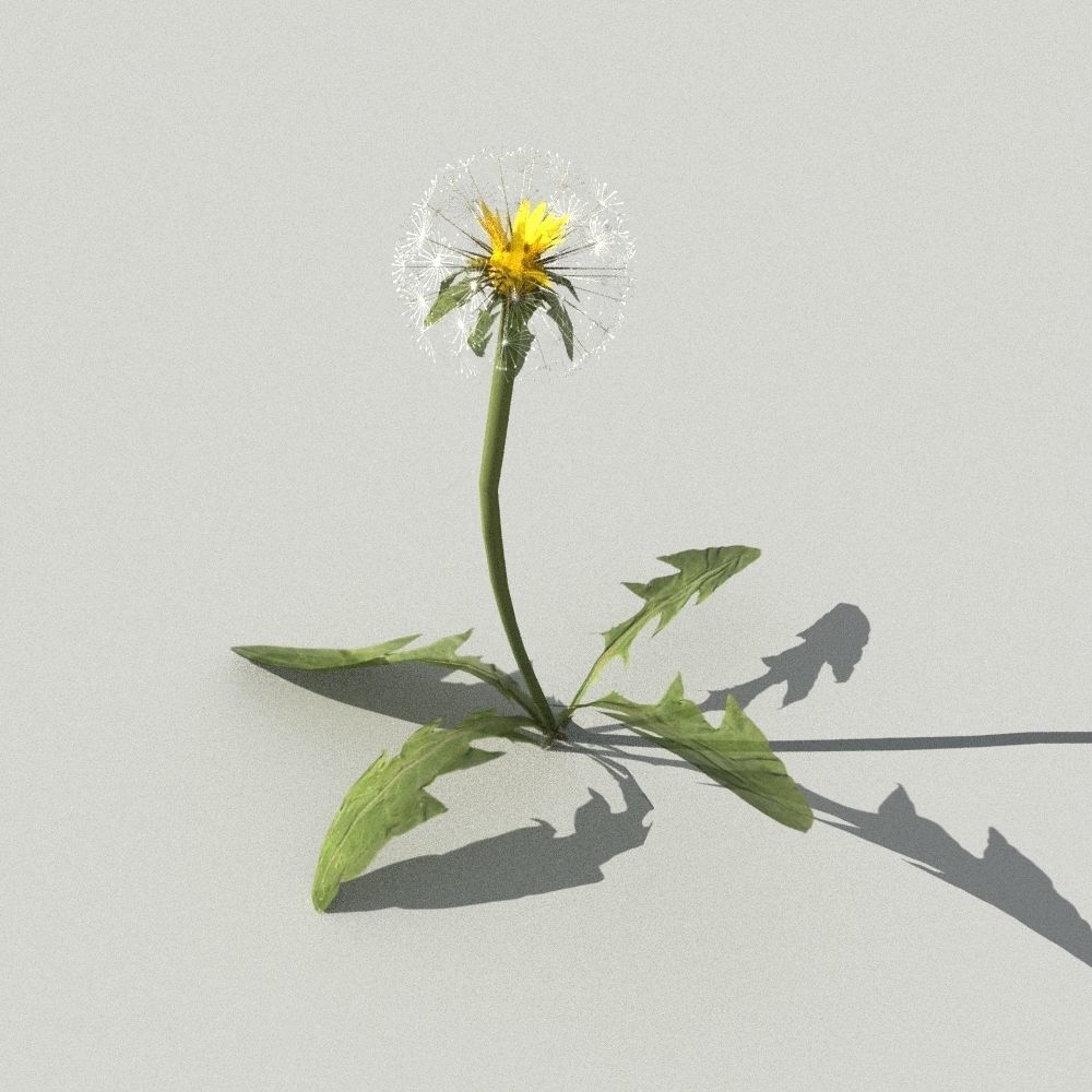 dandelion collection - 3D model_8