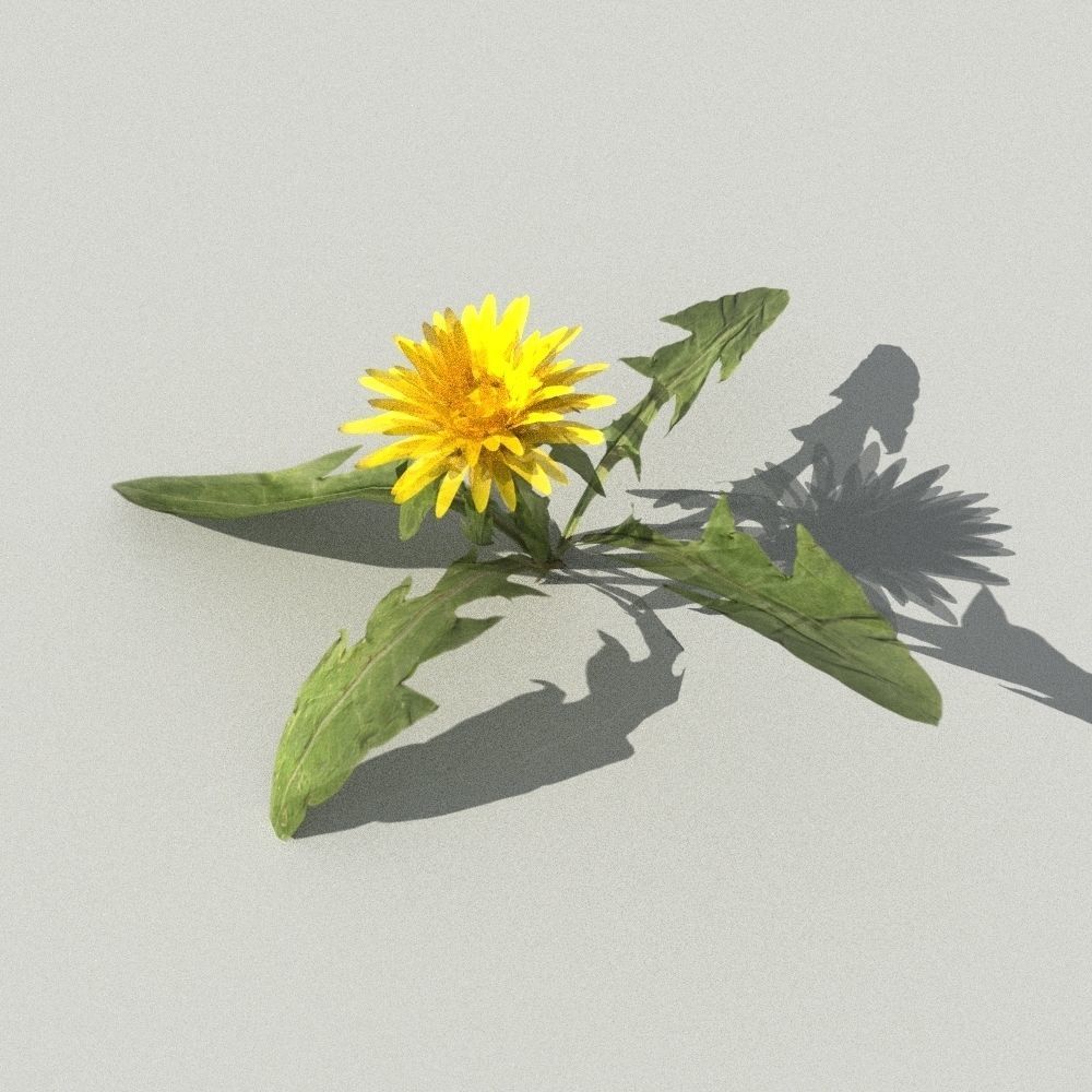 dandelion collection - 3D model_2