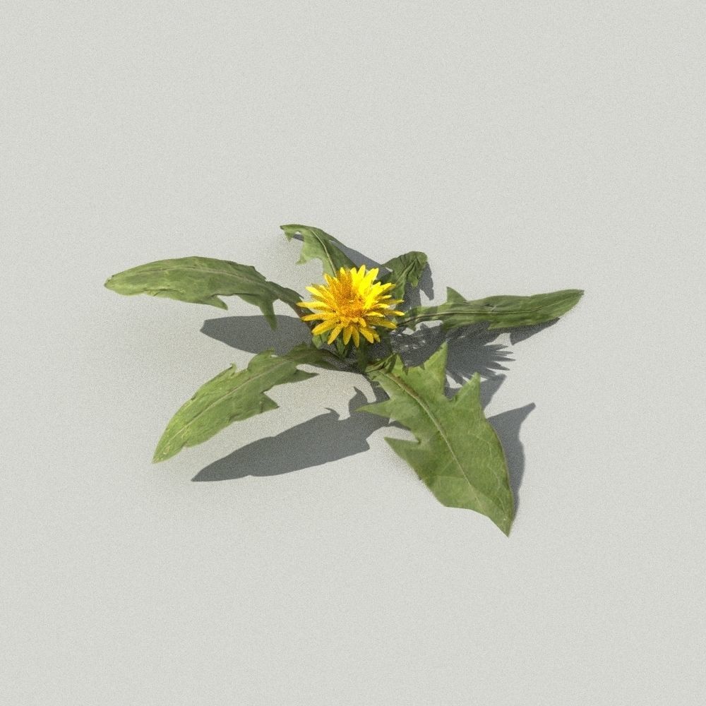 dandelion collection - 3D model_10
