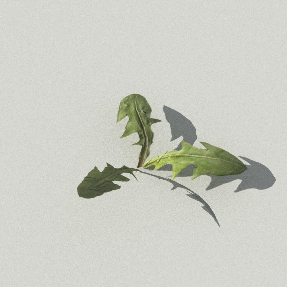 dandelion collection - 3D model_9