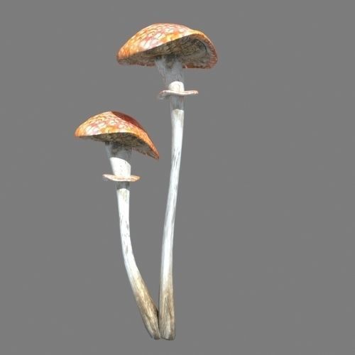 Mushrooms collection 01 3D model_9