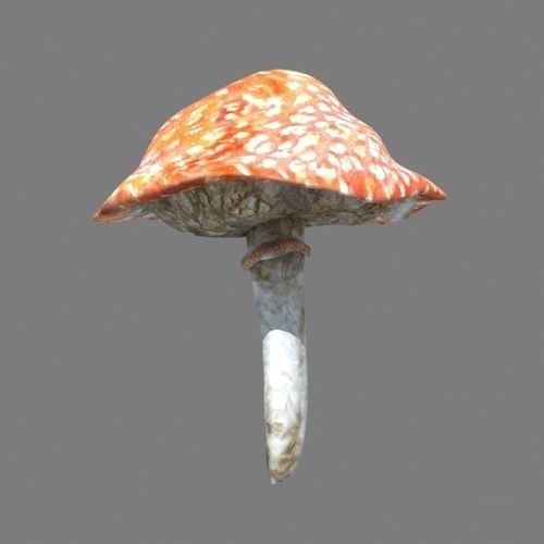 Mushrooms collection 01 3D model_7