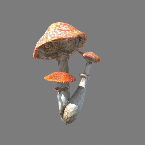 Mushrooms collection 01 3D model_14