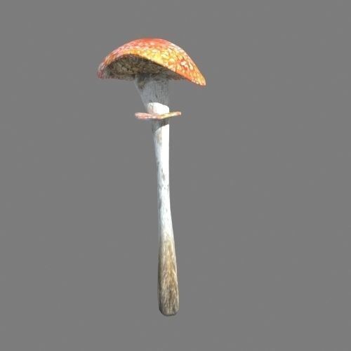 Mushrooms collection 01 3D model_5