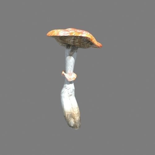 Mushrooms collection 01 3D model_6