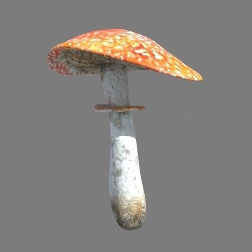 Mushrooms collection 01 3D model_15