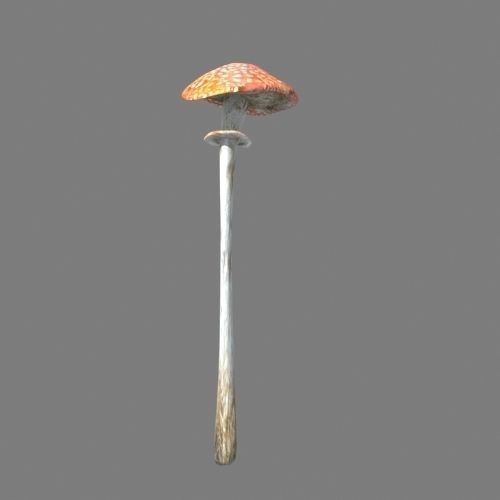 Mushrooms collection 01 3D model_4