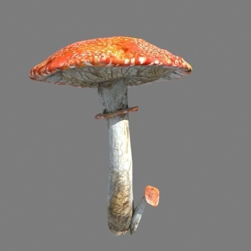 Mushrooms collection 01 3D model_11