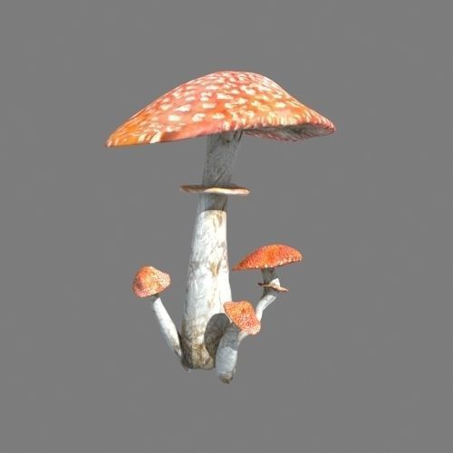 Mushrooms collection 01 3D model_17