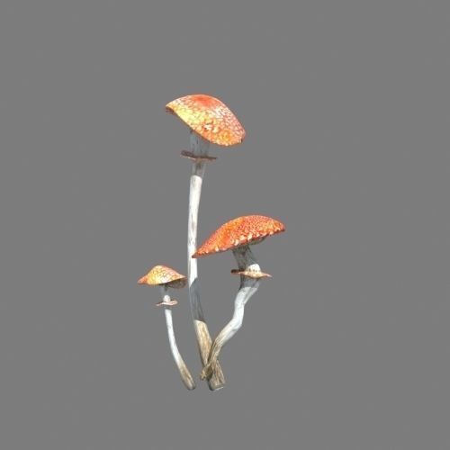 Mushrooms collection 01 3D model_8