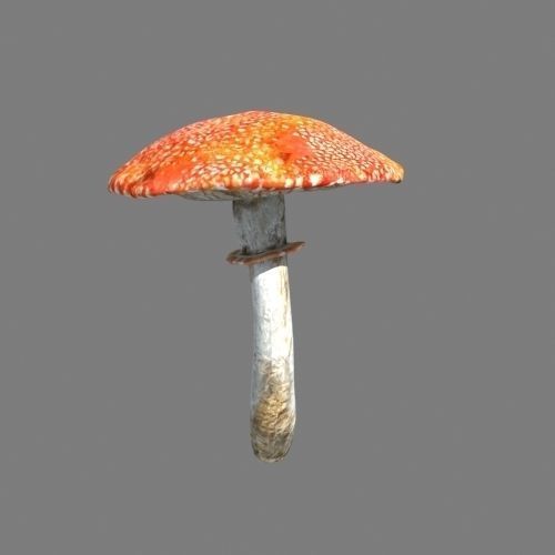 Mushrooms collection 01 3D model_12