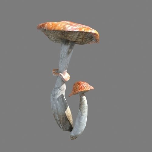 Mushrooms collection 01 3D model_2