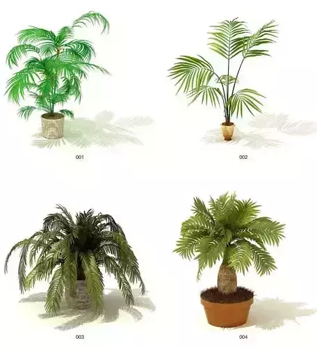 indoor plant models
