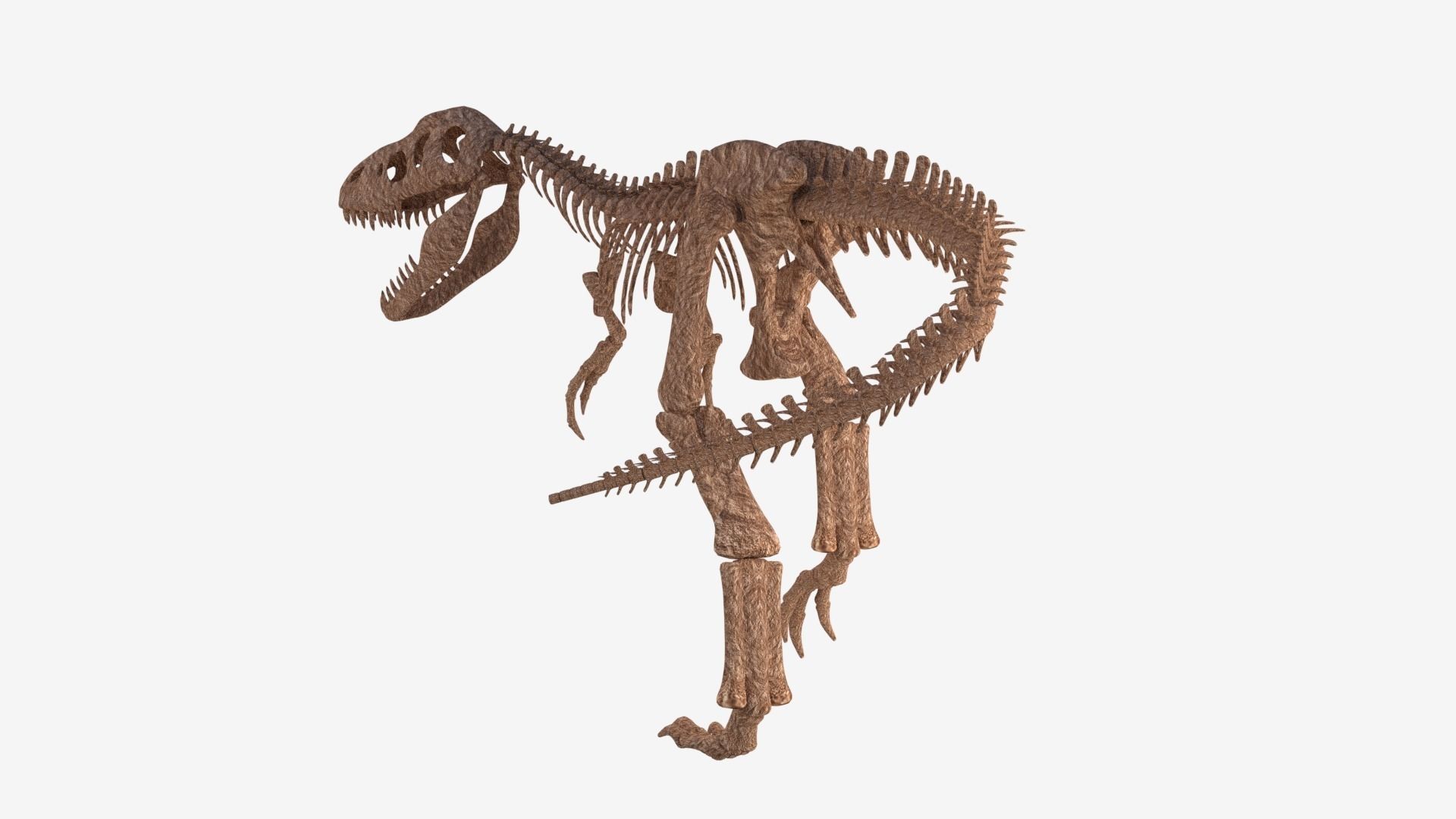 Tyrannosaurus Rex Skeleton 3D model_3