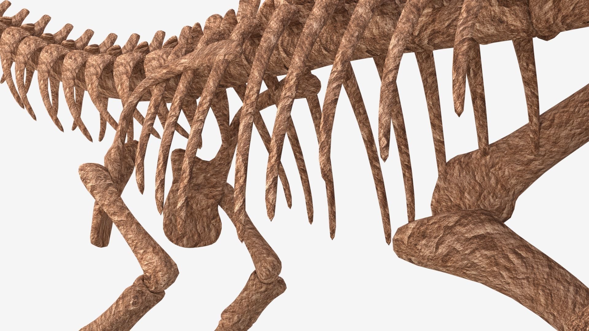 Tyrannosaurus Rex Skeleton 3D model_7
