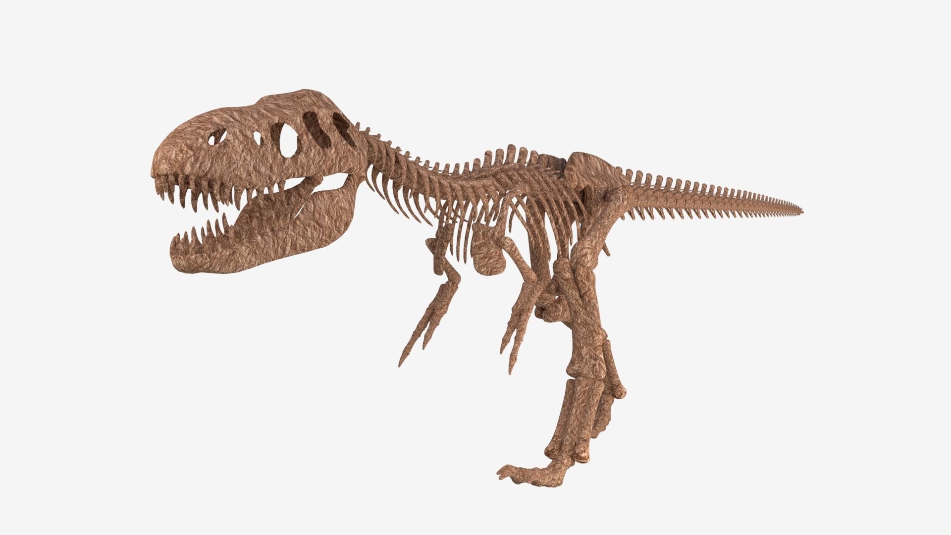 Tyrannosaurus Rex Skeleton 3D model_1