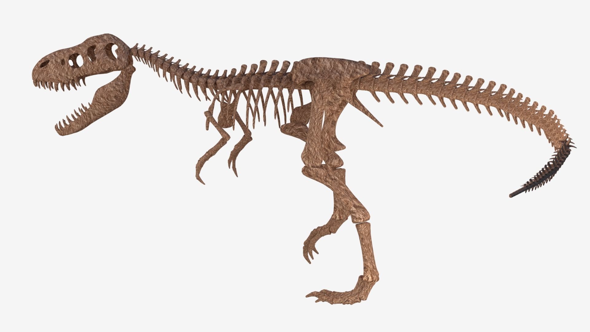 Tyrannosaurus Rex Skeleton 3D model_2