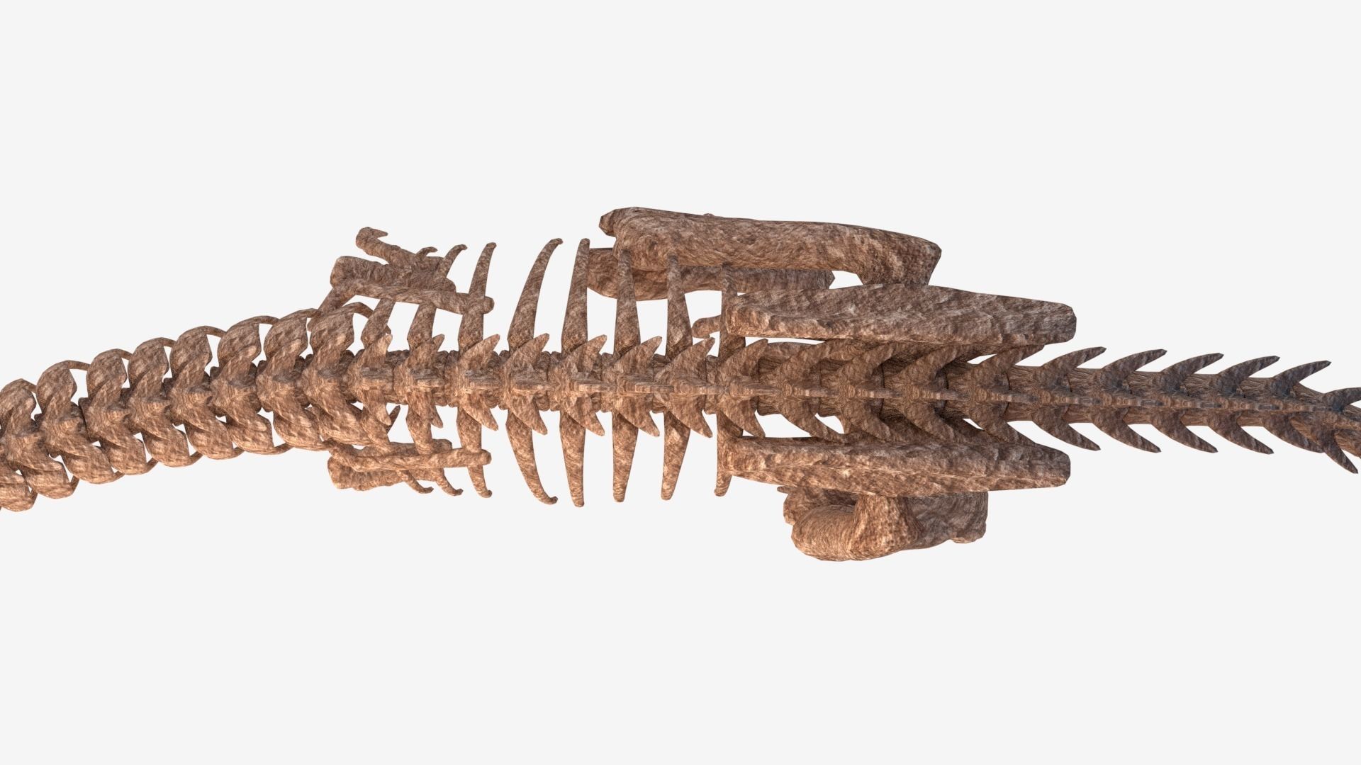 Tyrannosaurus Rex Skeleton 3D model_9