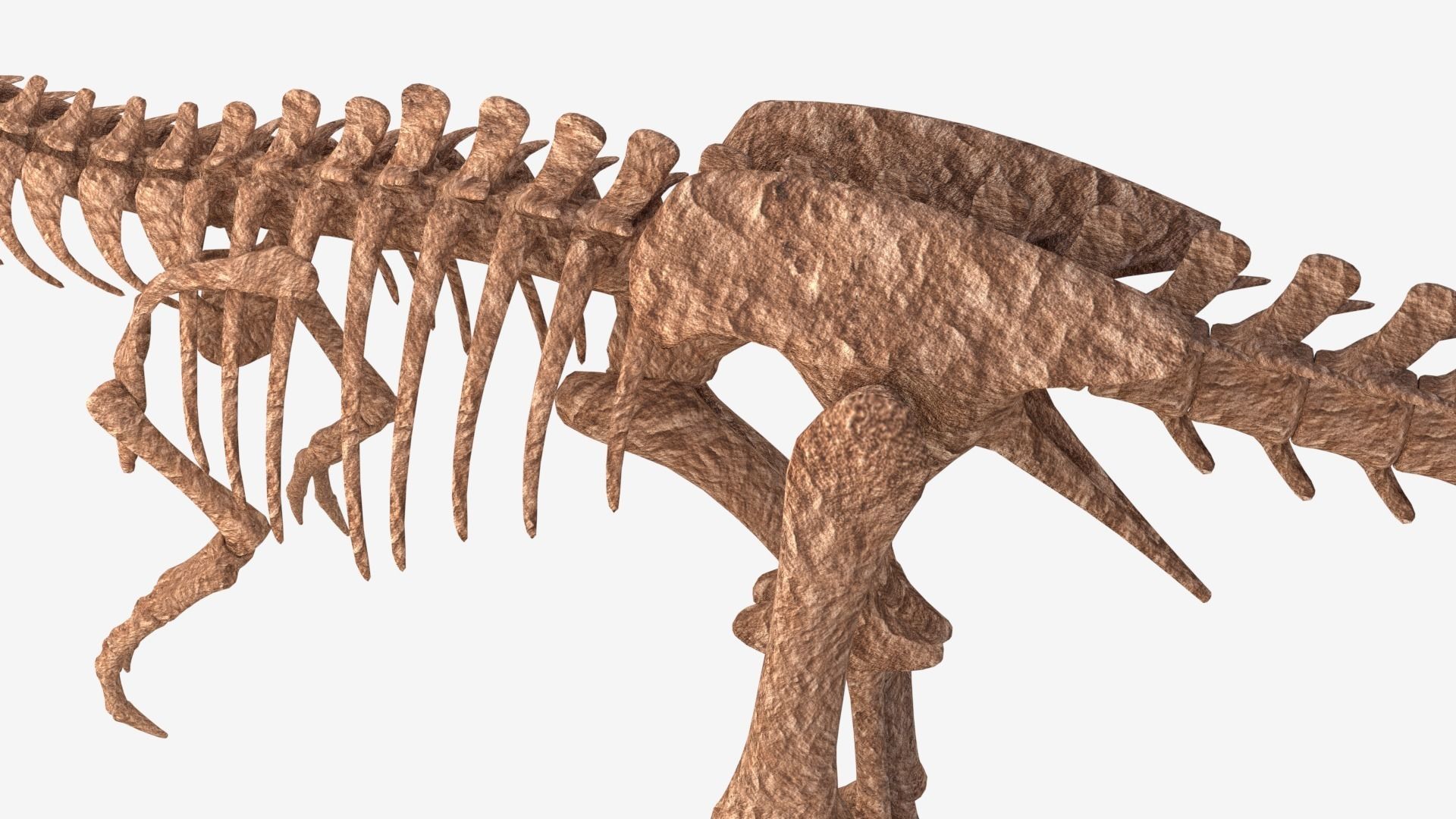 Tyrannosaurus Rex Skeleton 3D model_8