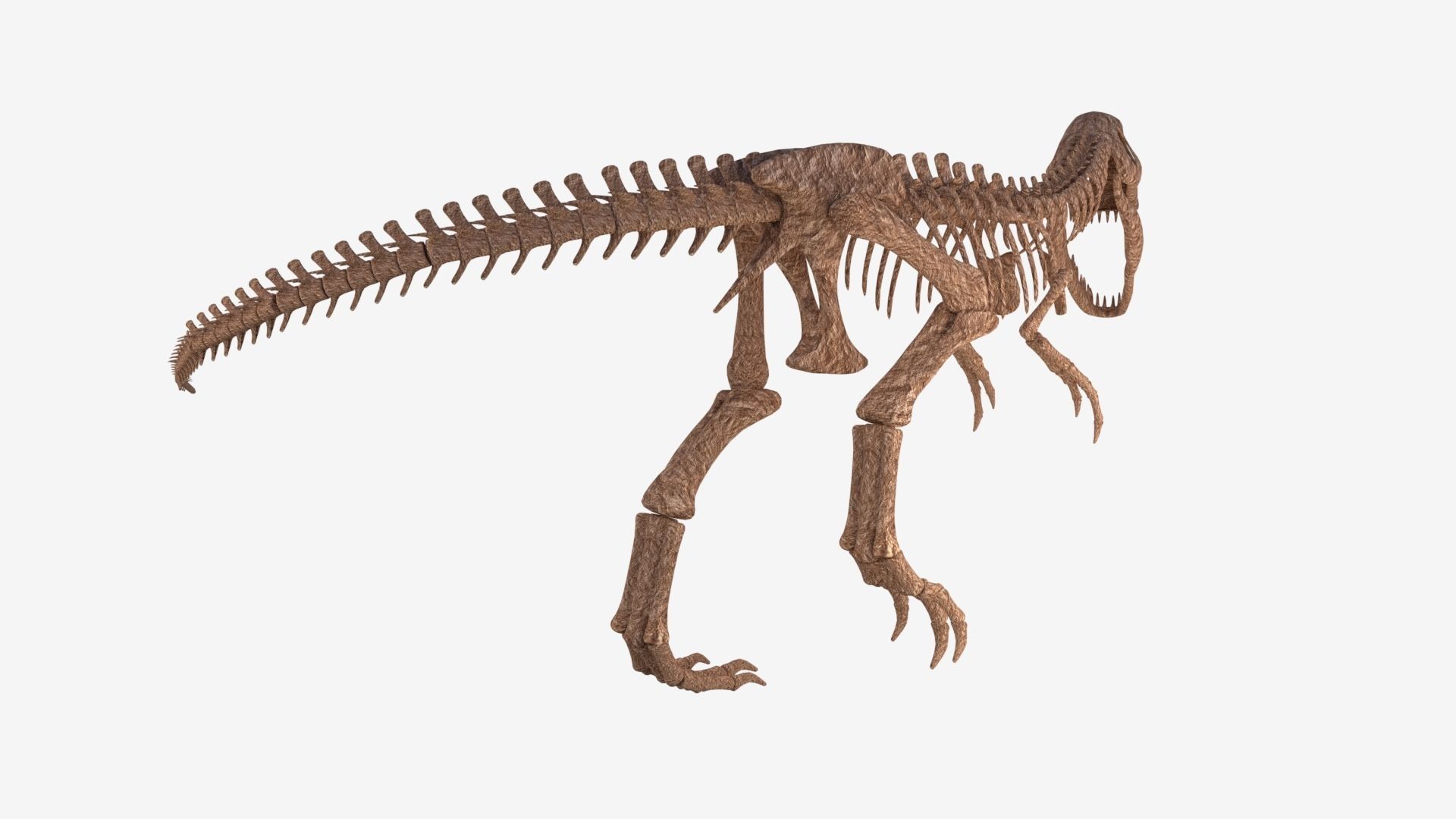 Tyrannosaurus Rex Skeleton 3D model_4