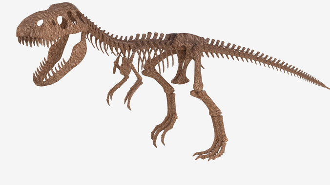 Tyrannosaurus Rex Skeleton 3D model